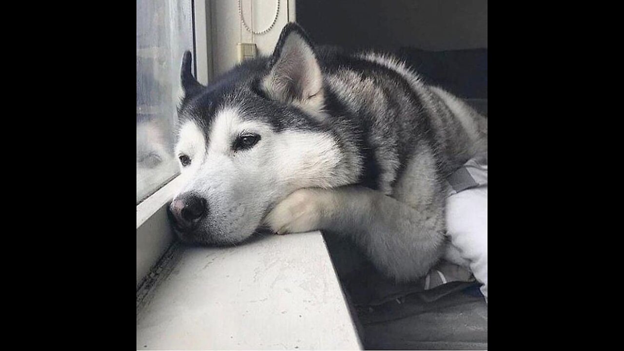 Aww 🥰 husky isnt happy 😒because winter is over ☃️❄️