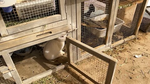 Crazy bird insults baby rabbit