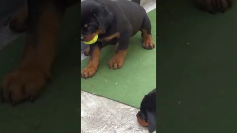 🐕Rottweiler Puppies Playing...#shorts