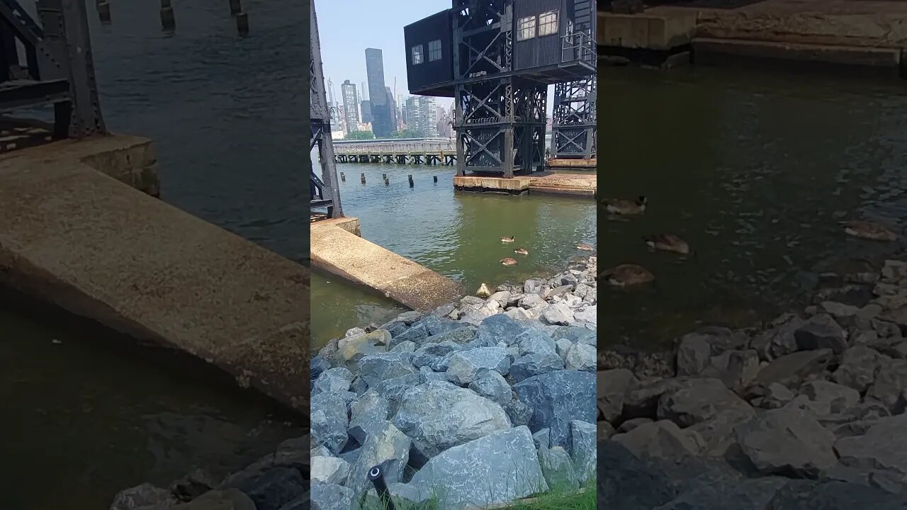 Feeding geese in Queens, New York by the water.