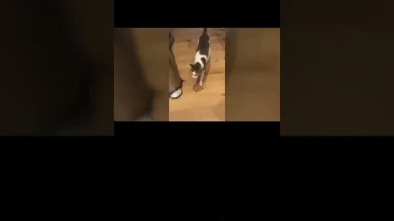 cat taking video//cute cat funny video//shorts//#shorts