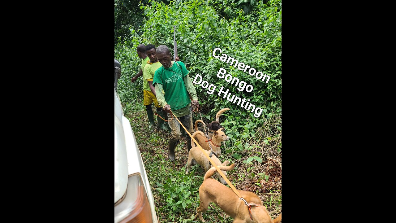 Cameroon Safari, Bongo Hunt with dogs