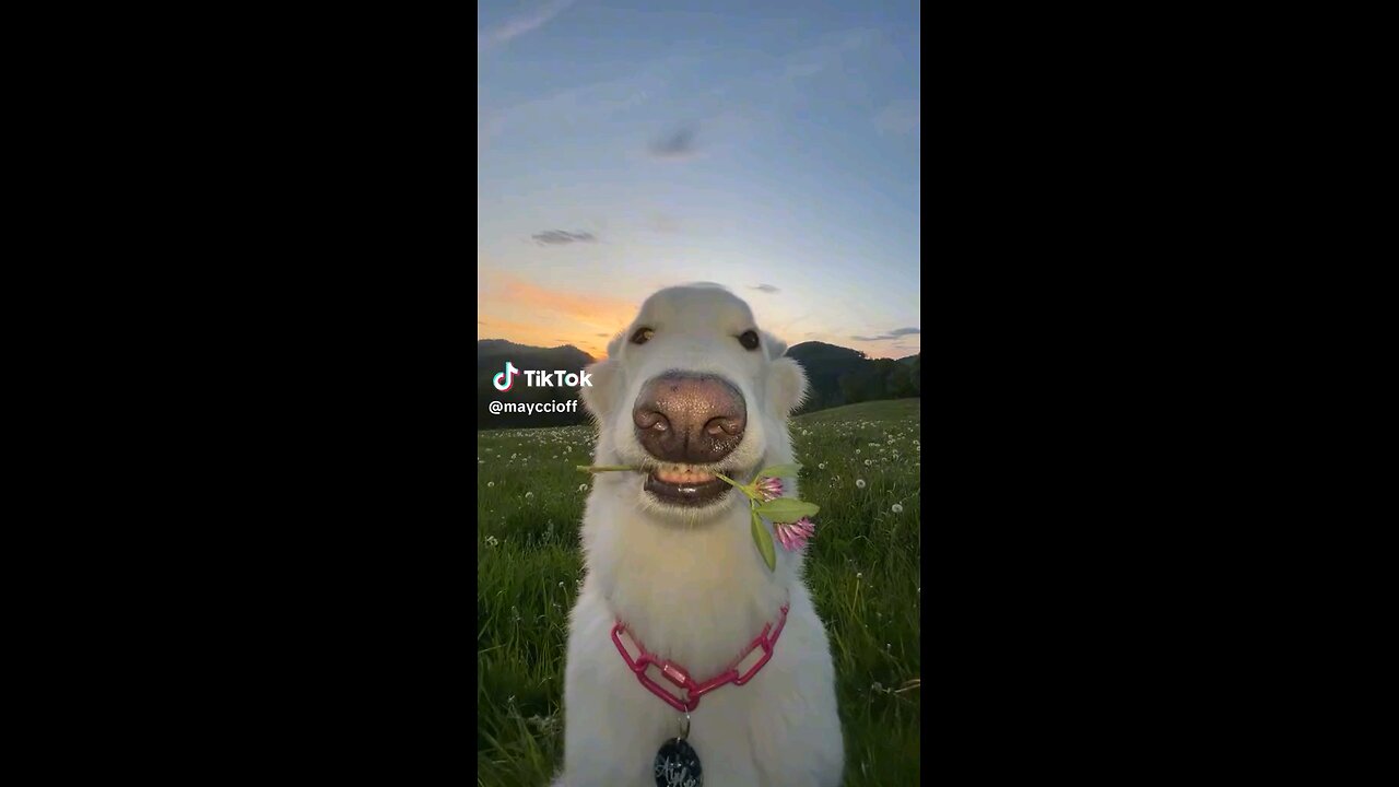 funny animals 🤣