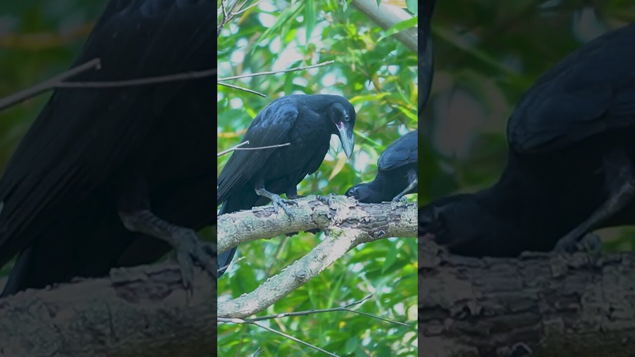 Baby Crows