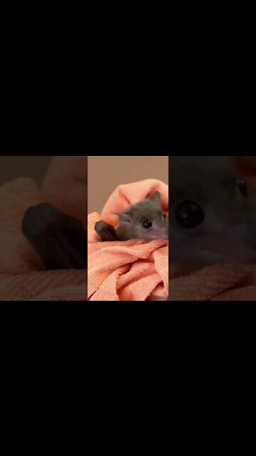 This Adorable Baby Animals will Brighten Up your Day😍