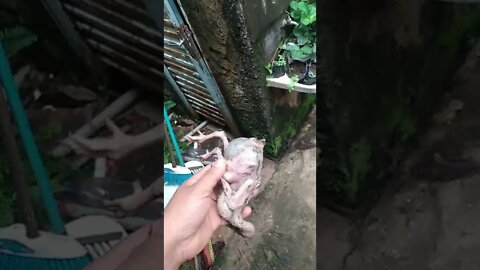 galinha doente vai prós cachorros