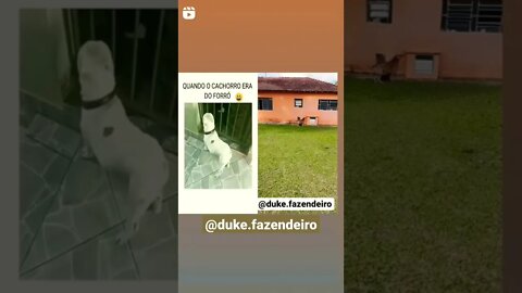 React @duke.fazendeiro