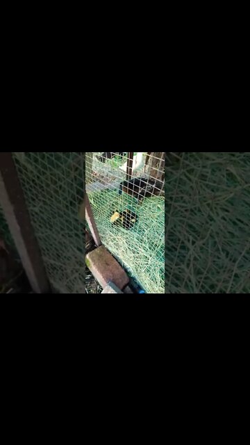 Ducklings born today