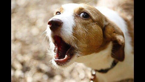 Top 10 funny dog barking sounds