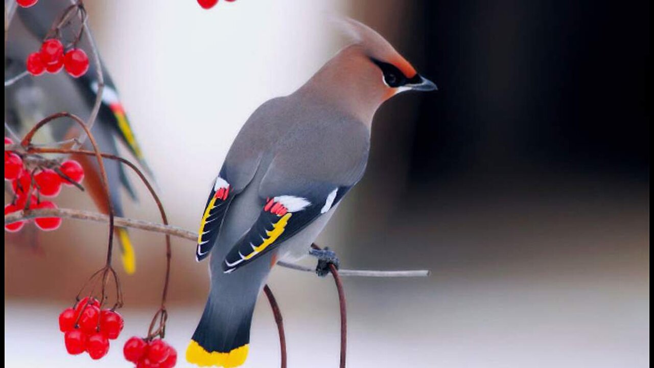 El ampelis europeo (Bombycilla garrulus)una especie de ave paseriforme de la familia Bombycillidae ampliamente distribuida por los bosques fríos y templados