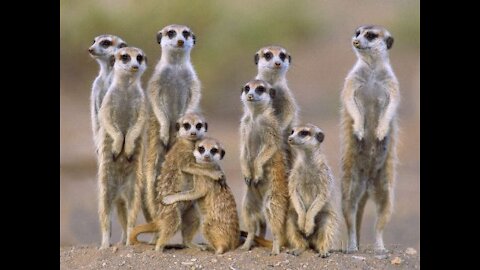 A Beautiful Meerkat Family !!!