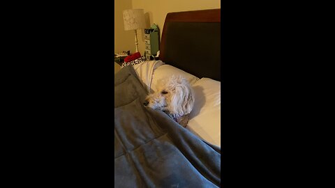Zoey sleeping