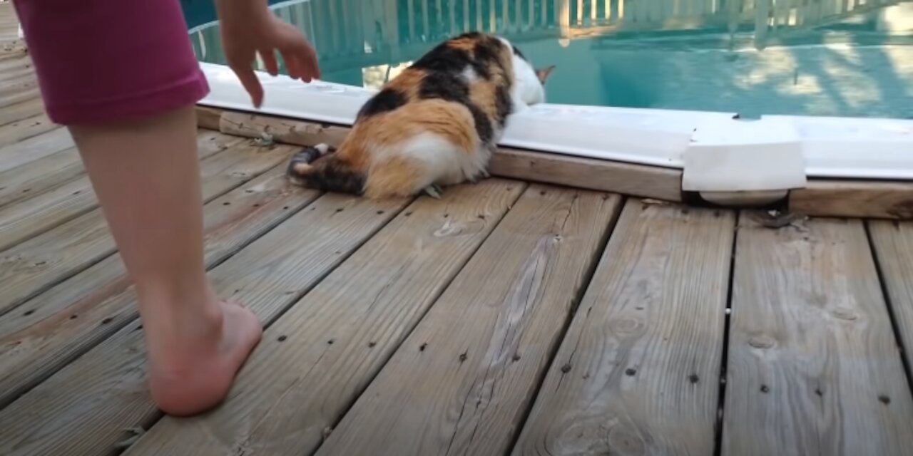 Epic Cats Hate Falling in Water