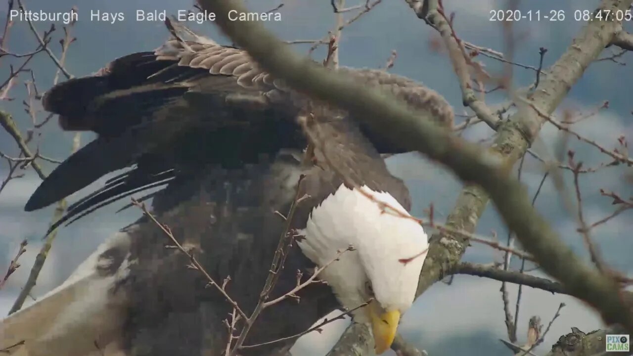 Hays Eagles Dad closeup on nest branch and flying 112620 842am