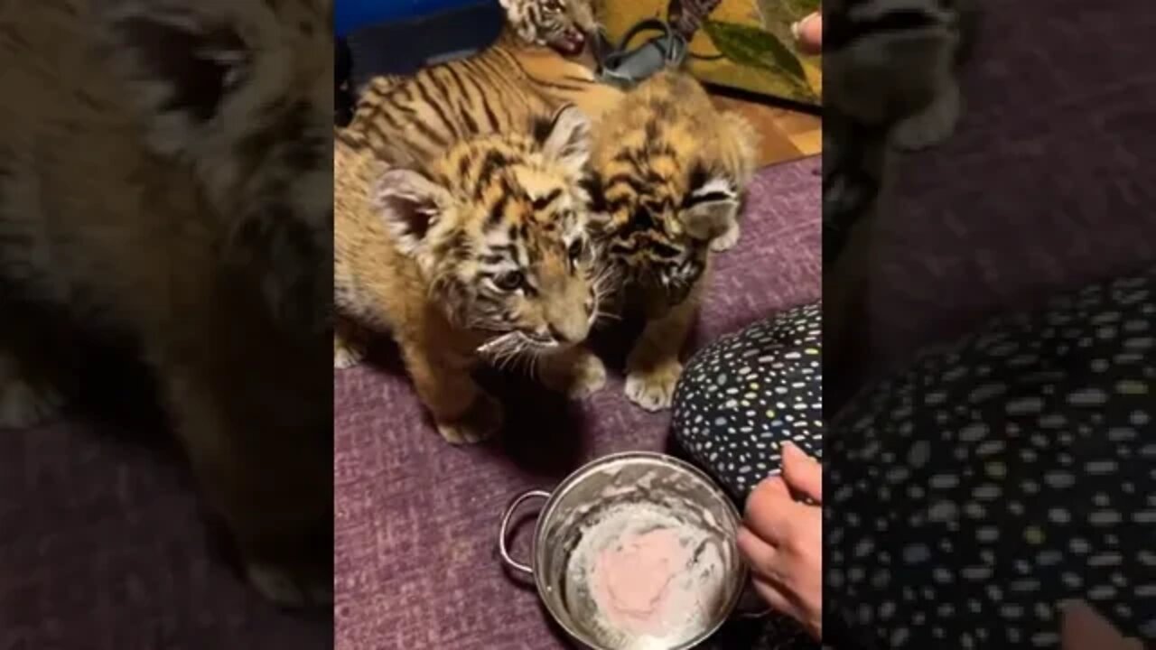 The most cultured tiger cubs in the world! #cute #cubs #tiger