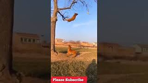 cute and funny animal video