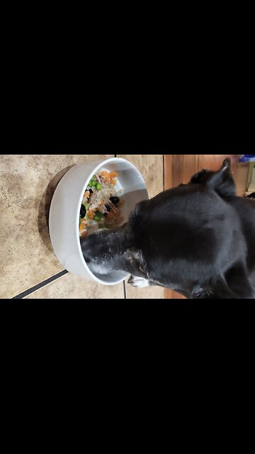 Watch out, Gordon Ramsey! Pepper is one satisfied customer with this gourmet homemade dog food.