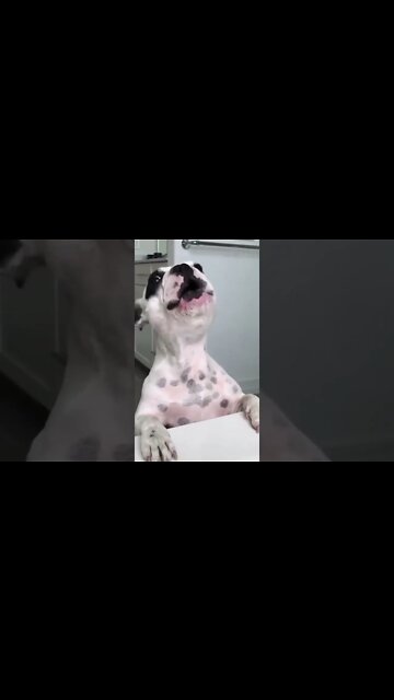 GATOS ENGRAÇADOS | CÃES E GATOS FOFOS FAZENDO COISAS ENGRAÇADAS /#rara