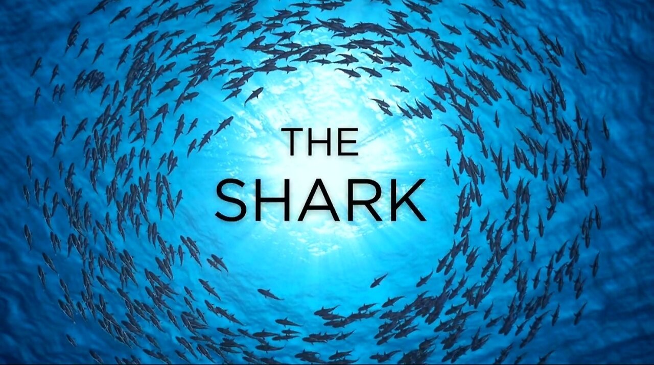 The Shark in HD - Oceanic Relaxation Film with Calming Music