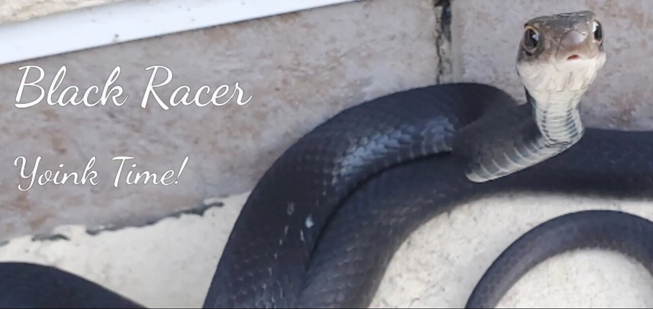 Black Racer Rescue