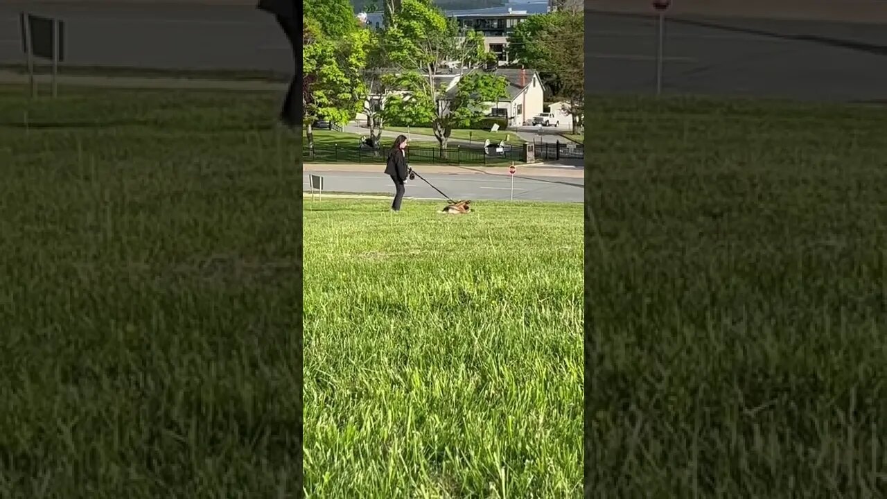 Dog doesn’t want to leave the park