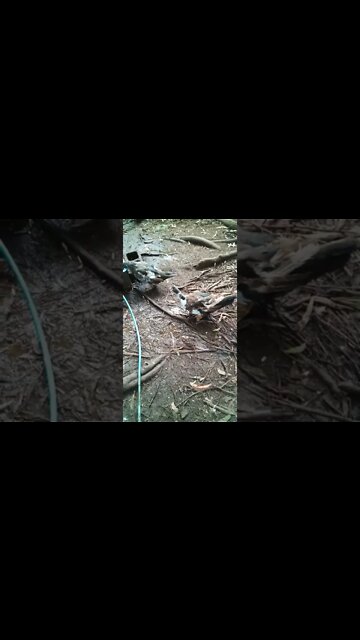 Two bronze girls a black cat