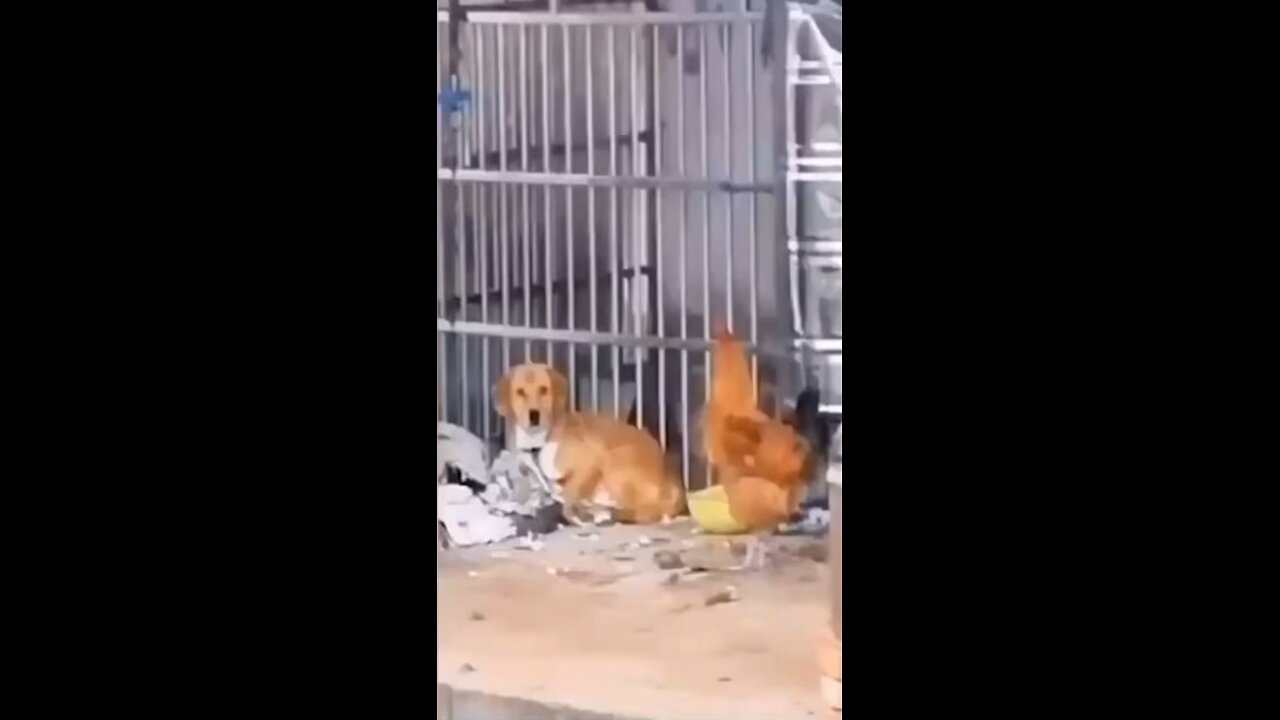 Variety of pets 🐈🐕🐄🤣🤣