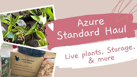 Azure Order - live plants, storage, & more!