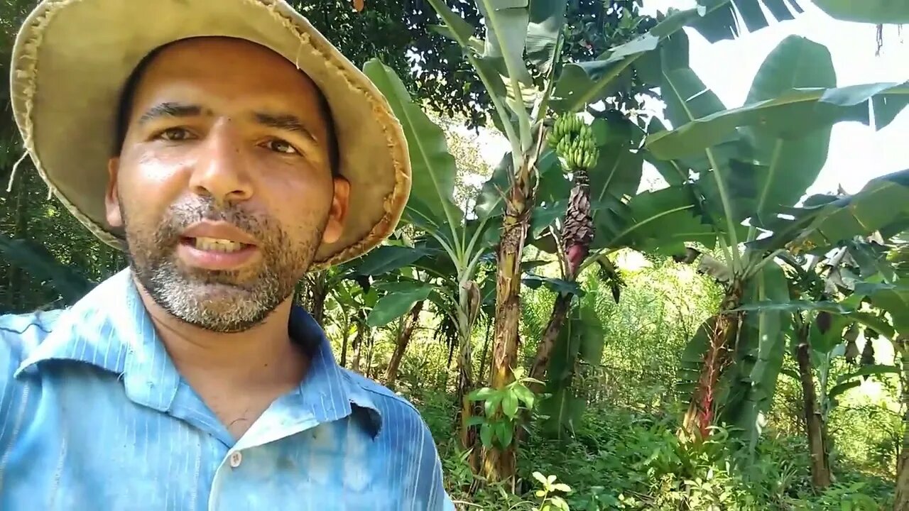 FINGINDO QUE TRABALHO NO SITIO