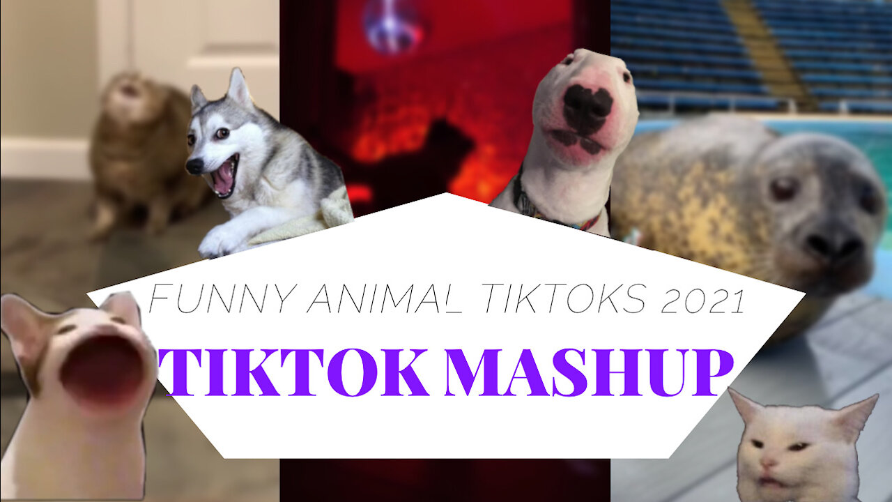 FUNNY ANIMAL TIKTOKS 1