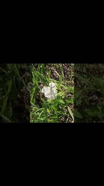 What is edible here part 10 Yarrow