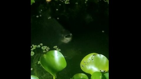 Feeding my pacu