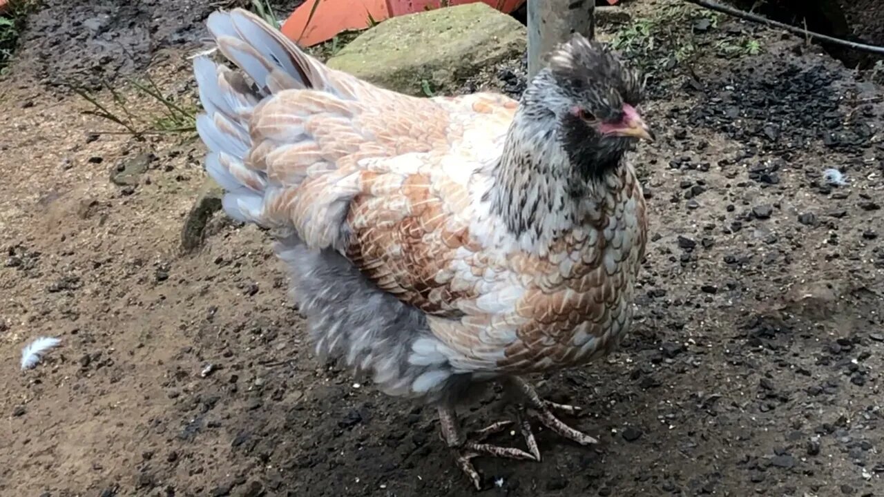 Stunning araucana wyandotte cross pullet 16 weeks
