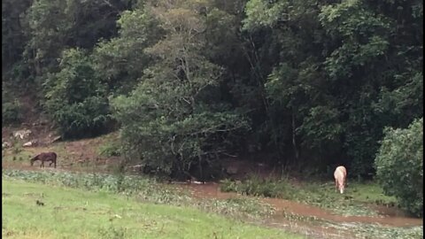 Halo the brumby returns to her paddock where the tree fell down
