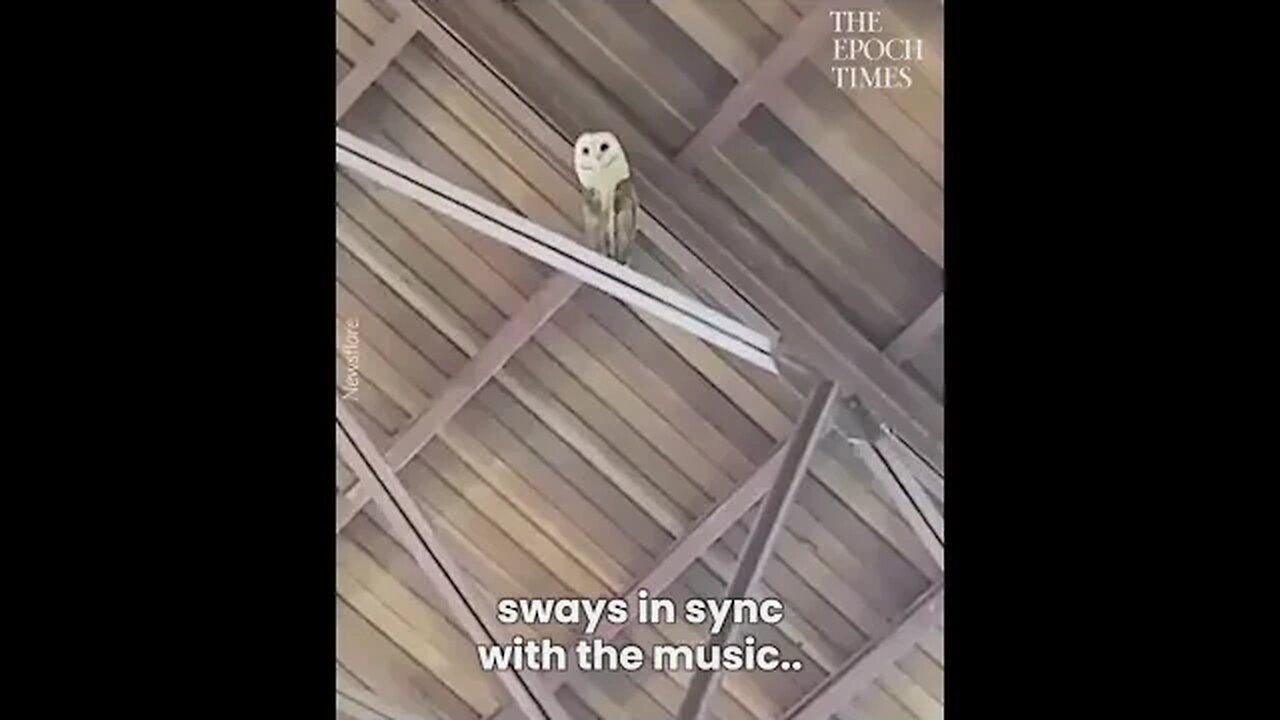 This Owl is wise!