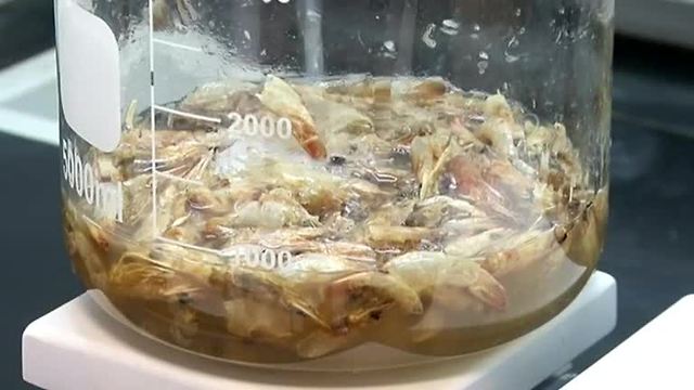 Researchers in Egypt turn prawns into plastic