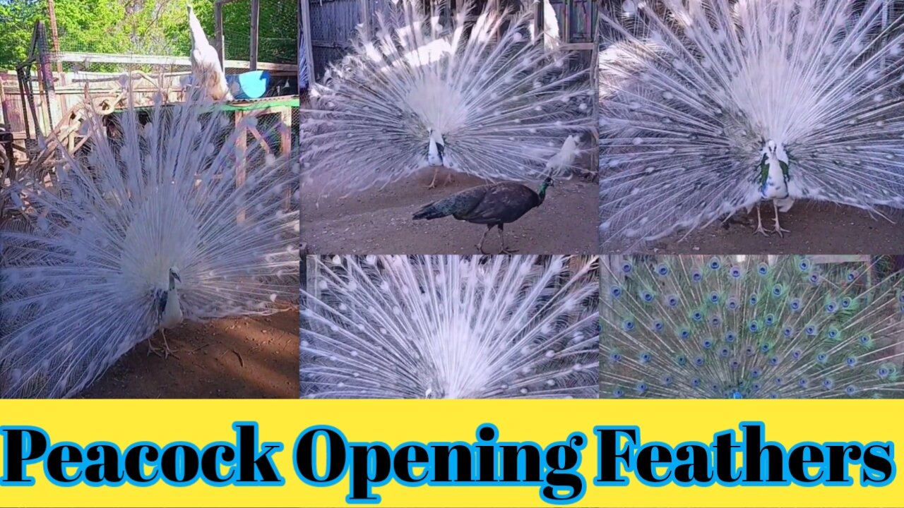 Peacock Opening Feathers