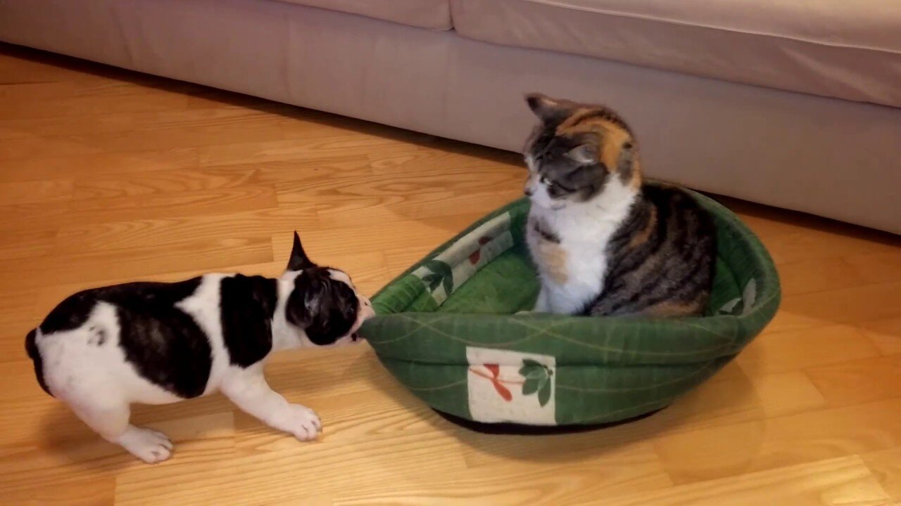 Puppy Attempts To Reclaim Bed From Cat 🐈