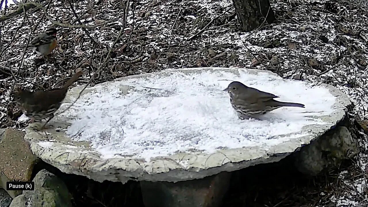 Songbirds Slip Sliding on the Birdbath