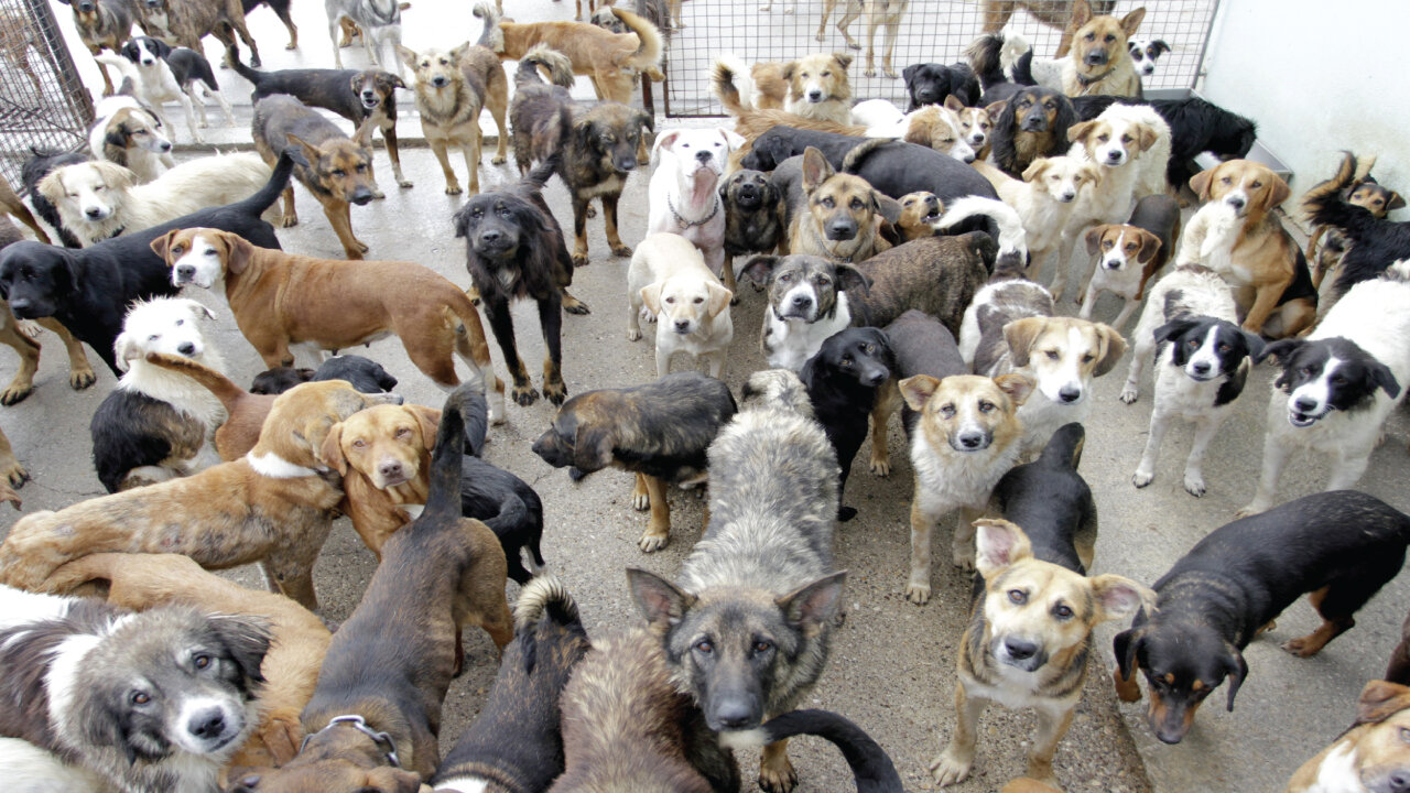 Feeding 500 Dogs Lunch