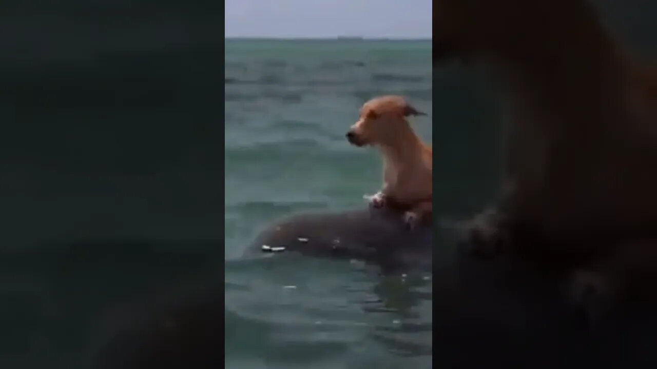 dolphins, dolphin, animal rescue, Dog on dolphins back