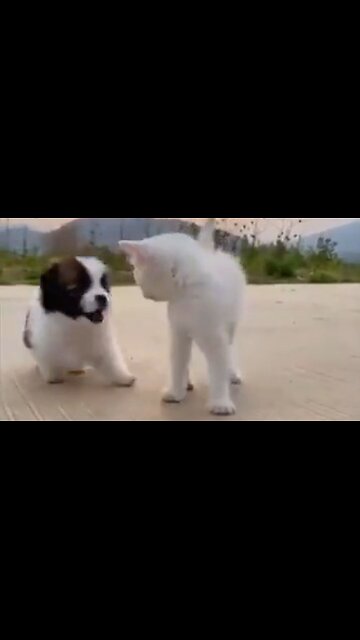 Just A Puppy And A Kitten