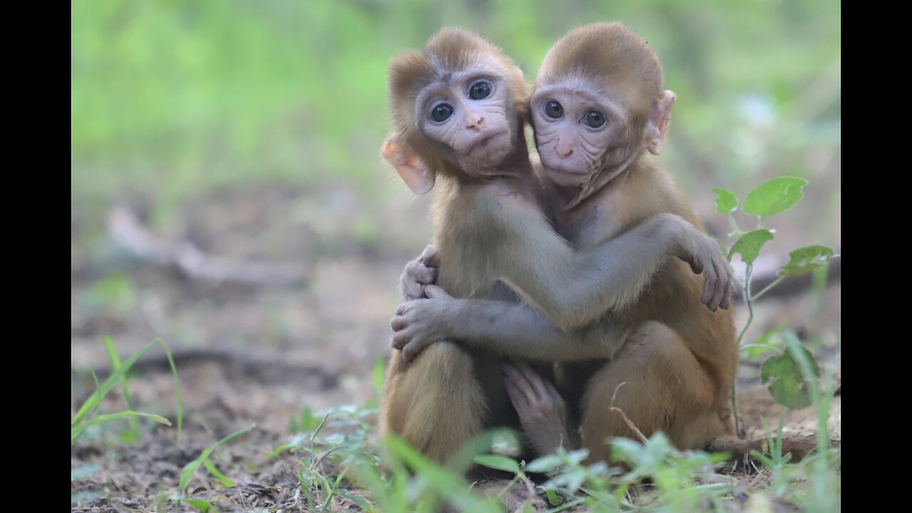 Monkey and its Babies