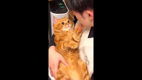 cute cat 🐈🐈🐈