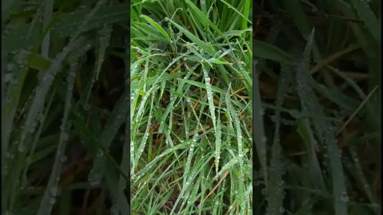 Raindrops on the grass