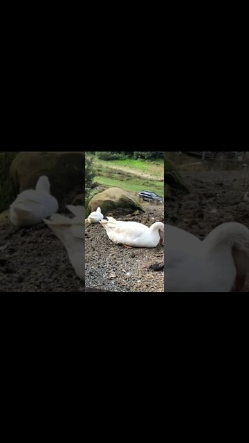 Pilgrim geese resting
