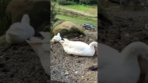 Pilgrim geese resting