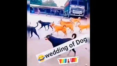 Dogs Marriage arriage