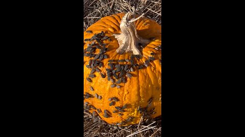 Bugs on Pumpkin