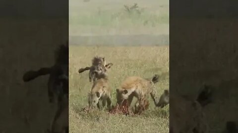 Such An Epic Encounter With the Scavengers of Savannah!🤔#shorts #safari #travel #travelling